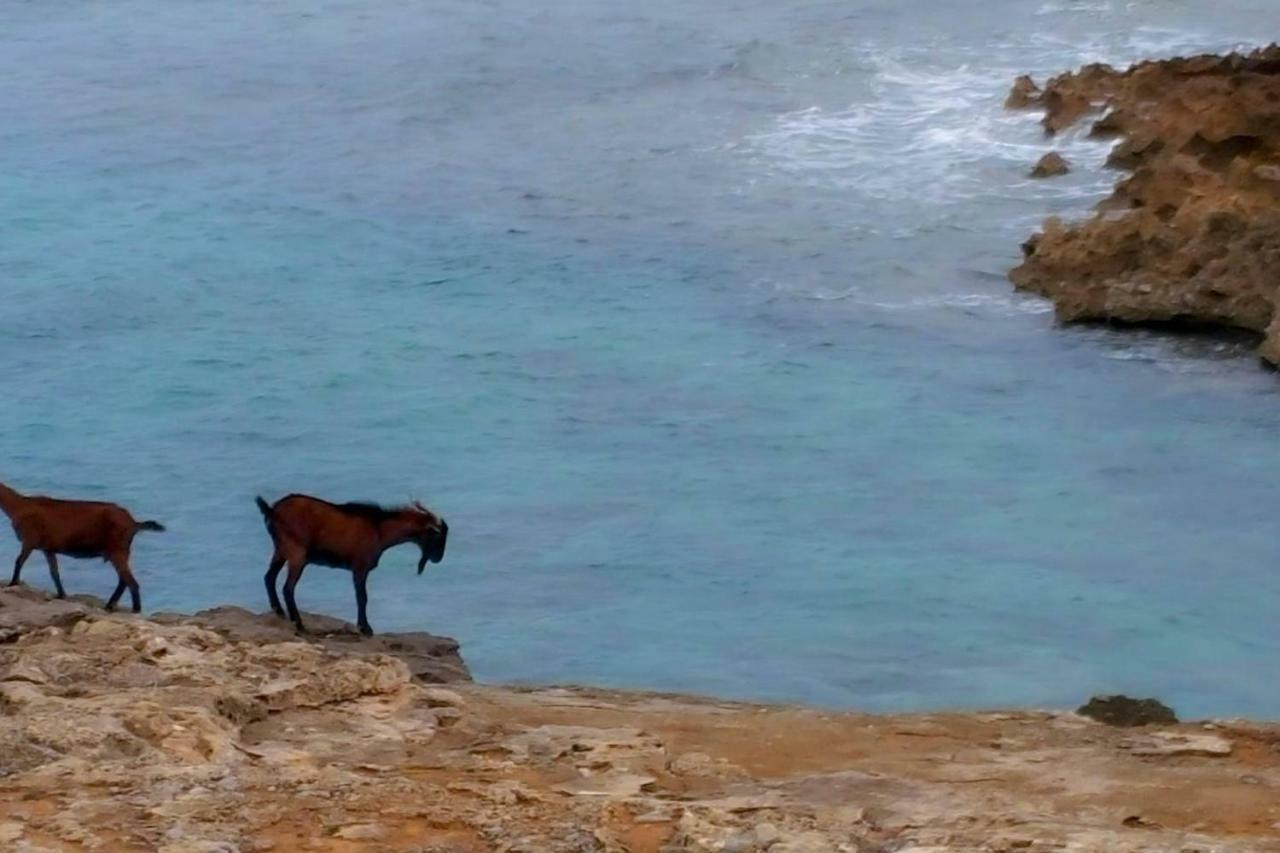 Es Fasser Alcudia  Exteriör bild